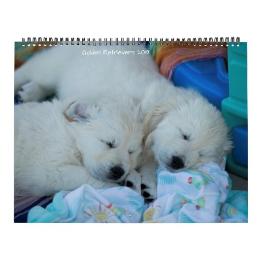 Golden Retrievers 2019 Kalender (Hoes)