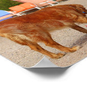 Golden Retrievers aan de blauwe zwaluw Poster (Hoek)