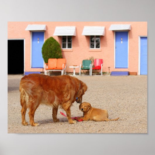 Golden Retrievers aan de blauwe zwaluw Poster (Voorkant)