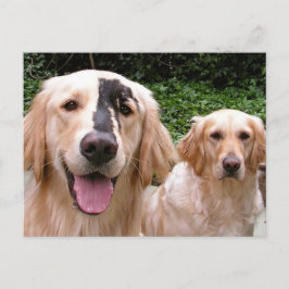 Golden Retrievers Peter Fox and Mom Postcard Briefkaart