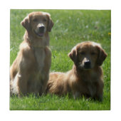 Golden Retrievers Tegeltje (Voorkant)