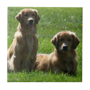 Golden Retrievers Tegeltje