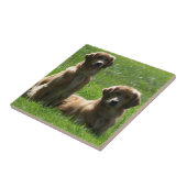 Golden Retrievers Tegeltje (Zijkant)