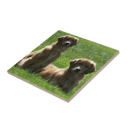 Golden Retrievers Tegeltje (Zijkant)