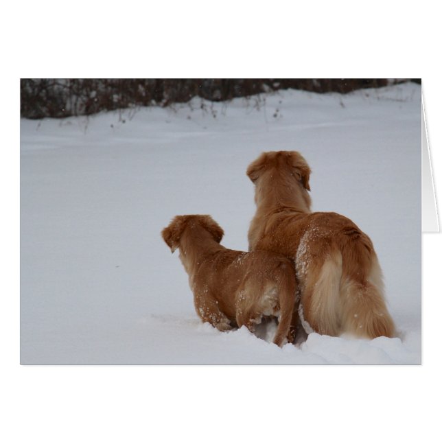 Golden Retrievers Watching (Voorkant Horizontaal)