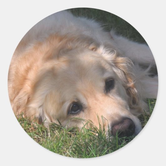 Golden Retriver Rust in het gras Foto Ronde Sticker (Voorkant)