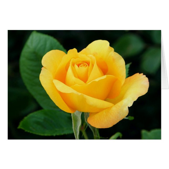 Golden Roos 23 (Voorkant Horizontaal)