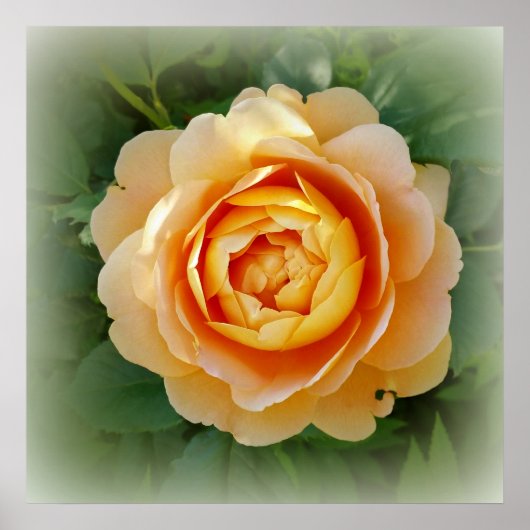 Golden roos poster (Voorkant)