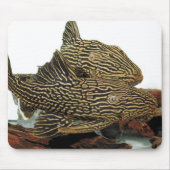Golden Royal Plecoのマウスパッド Muismat (Voorkant)