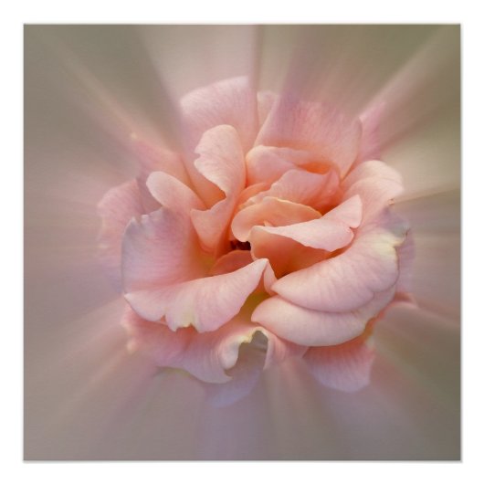 Golden roze perfect poster (Voorkant)