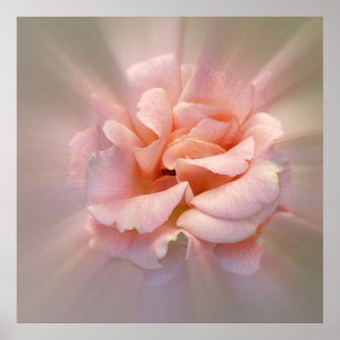 Golden roze poster