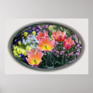 Golden roze tulpen poster