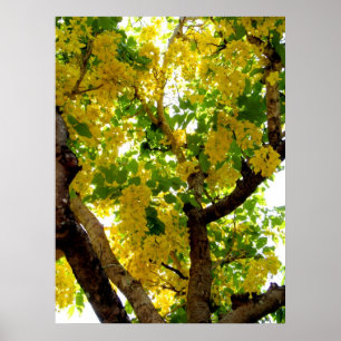 Golden Shower Tree Poster