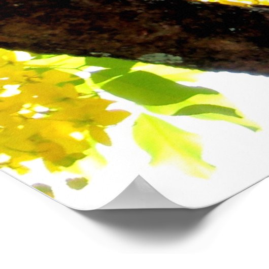 Golden Shower Tree Poster (Hoek)