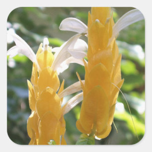 Golden Shrimp Plant Flowers Sticker