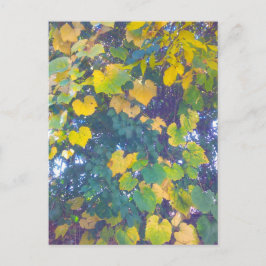 GOLDEN SLOT OP BRIEFKAART