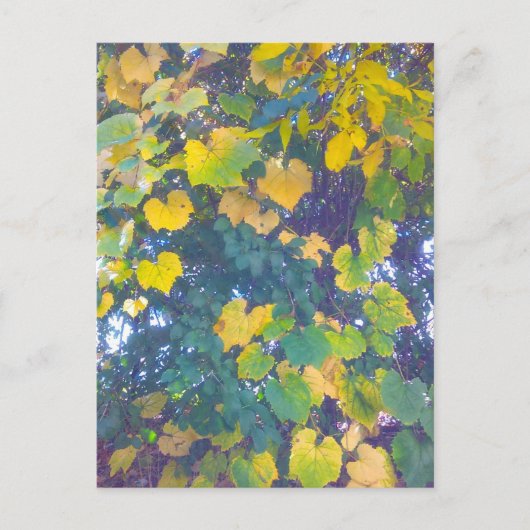 GOLDEN SLOT OP BRIEFKAART (Voorkant)