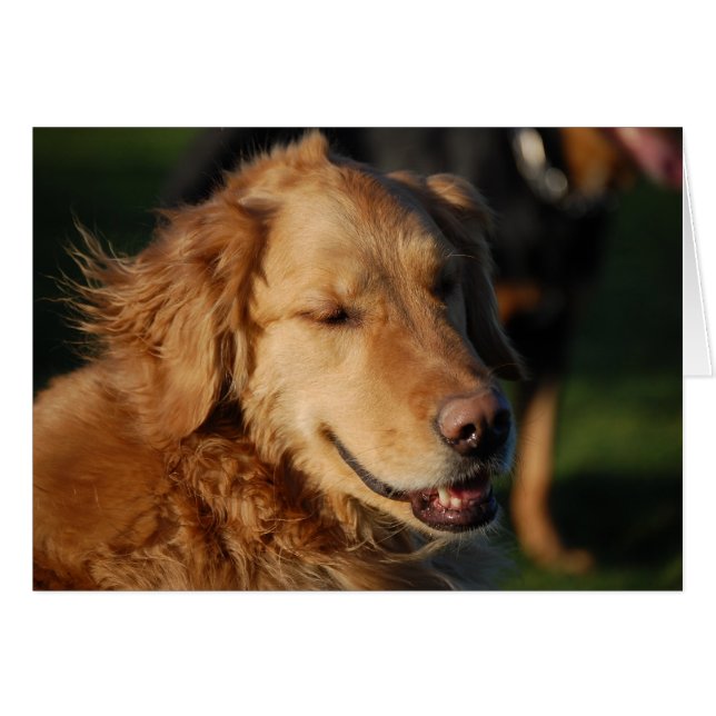 Golden Smile (Voorkant Horizontaal)