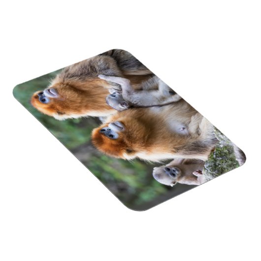 Golden Snub-nosed-aams Magneet (Rechterzijde)