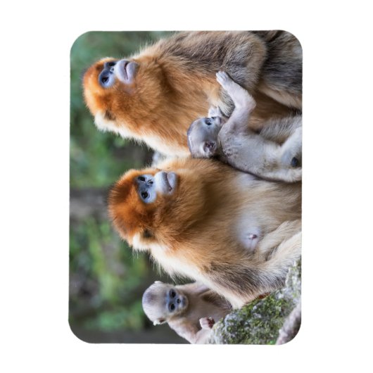 Golden Snub-nosed-aams Magneet (Verticaal)