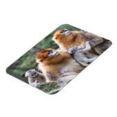 Golden Snub-nosed-aams Magneet (Linkerzijde)