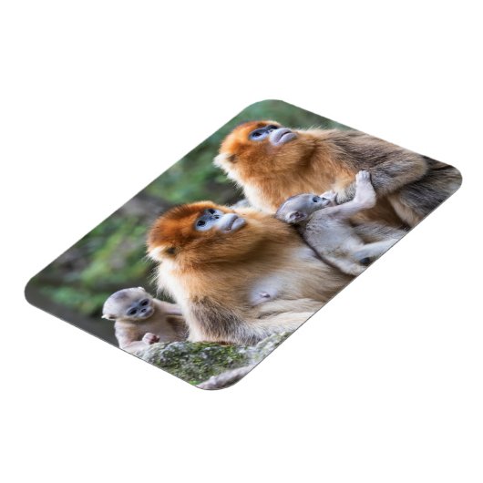 Golden Snub-nosed-aams Magneet (Linkerzijde)