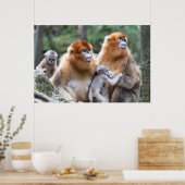 Golden Snub-nosed-aams Poster (Keuken)