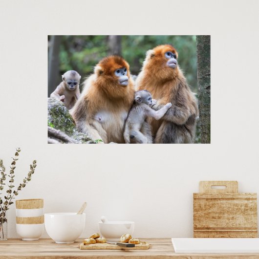 Golden Snub-nosed-aams Poster (Keuken)