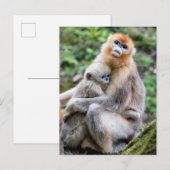 Golden Snub-Nosed aap met Baby Briefkaart (Voorkant / Achterkant)