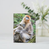 Golden Snub-Nosed aap met Baby Briefkaart (Staand voorkant)