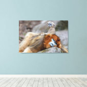 Golden Snub-nosed aap met Baby Canvas Afdruk (Insitu (Houten vloer))