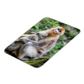 Golden Snub-Nosed aap met Baby Magneet (Linkerzijde)