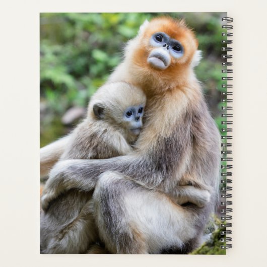 Golden Snub-Nosed aap met Baby Planner (Achterkant)