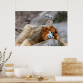 Golden Snub-nosed aap met Baby Poster (Keuken)