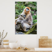 Golden Snub-Nosed aap met Baby Poster (Keuken)