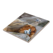 Golden Snub-nosed aap met Baby Tegeltje (Zijkant)