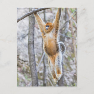 Golden Snub-nosed Monkey die op Branch zwaait Briefkaart