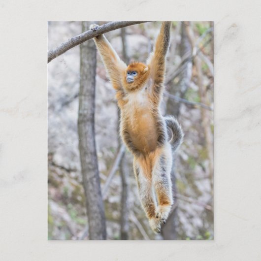 Golden Snub-nosed Monkey die op Branch zwaait Briefkaart (Voorkant)