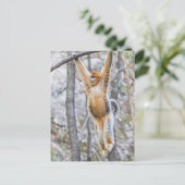 Golden Snub-nosed Monkey die op Branch zwaait Briefkaart (Staand voorkant)