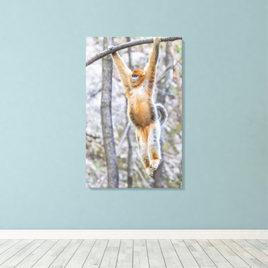 Golden Snub-nosed Monkey die op Branch zwaait Canvas Afdruk (Insitu (Houten vloer))