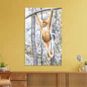 Golden Snub-nosed Monkey die op Branch zwaait Canvas Afdruk (Insitu (Woonkamer))