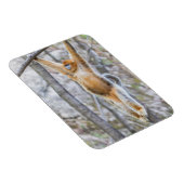 Golden Snub-nosed Monkey die op Branch zwaait Magneet (Rechterzijde)