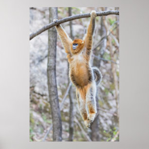 Golden Snub-nosed Monkey die op Branch zwaait Poster