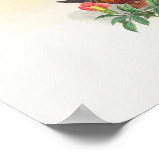 Golden Star-frontlet Poster (Hoek)