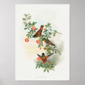 Golden Star-frontlet Poster (Voorkant)