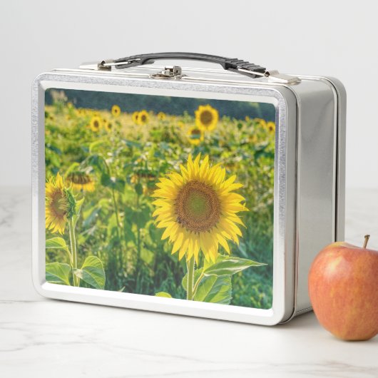 Golden Sunflower Field (In situ)