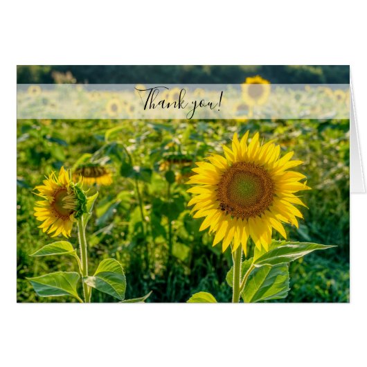 Golden Sunflower Field - Hartelijk dank (Voorkant Horizontaal)