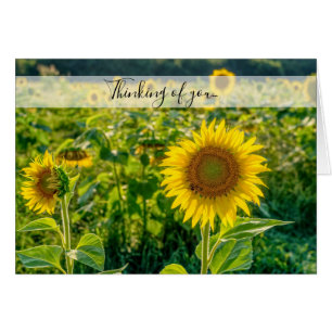Golden Sunflower Field Thinking of You Kaart