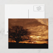 Golden sunset California Briefkaart (Voorkant / Achterkant)