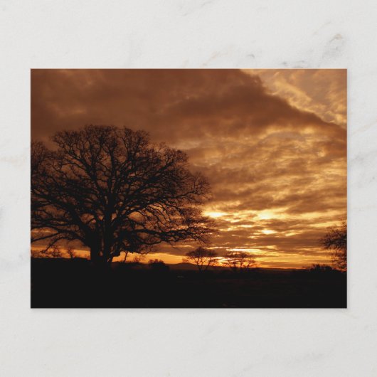 Golden sunset California Briefkaart (Voorkant)